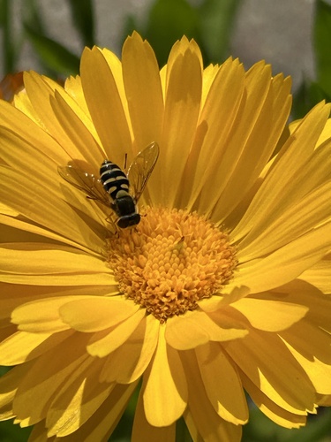 Common Flower Fly