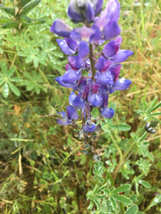Lupinus albifrons collinus