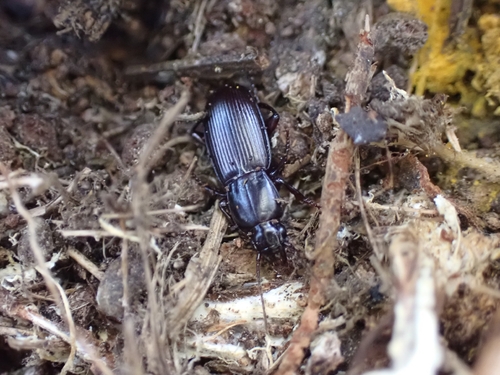 iNaturalist observation photo of Pterostichus amethystinus
