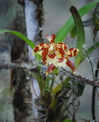 Oncidium luteopurpureum