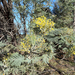 Acacia decurrens