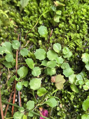 Lobelia angulata, photograph 6