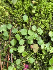 Lobelia angulata, photograph author not stated, no rights reserved