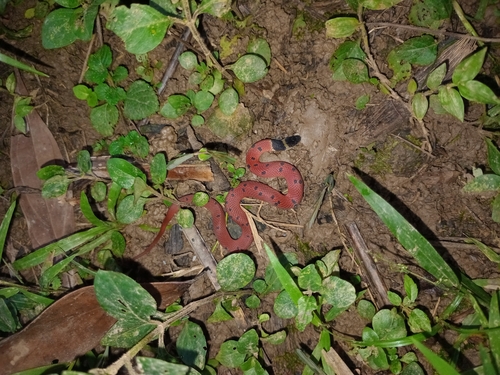 Red Coffee Snake