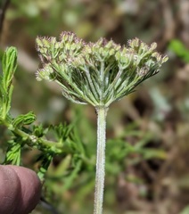 Daucus pusillus