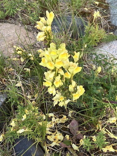 common toadflax