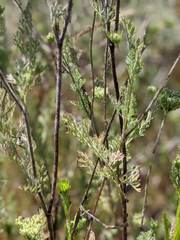 Daucus pusillus