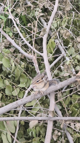 Siberian Chipmunk