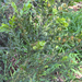 Acacia paradoxa