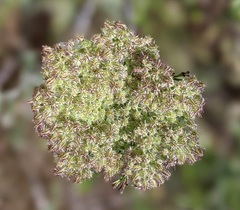 Daucus pusillus