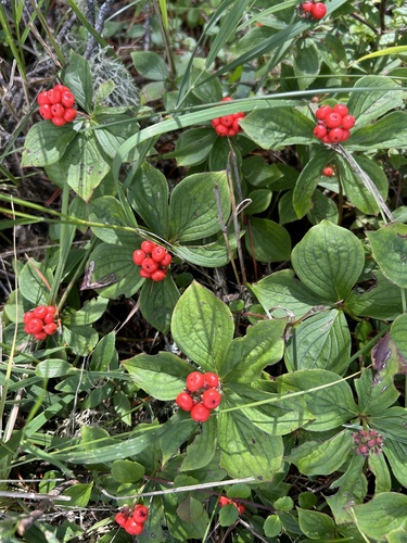 Canadian bunchberry