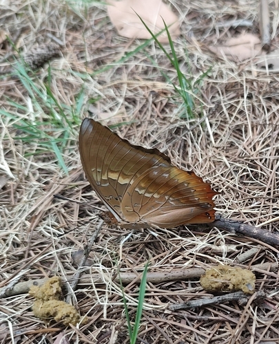 Tawny Rajah