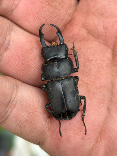 Dorcus rectus rectus