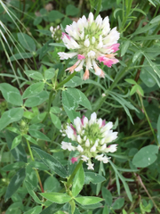 Trifolium vesiculosum