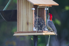 Melanerpes carolinus