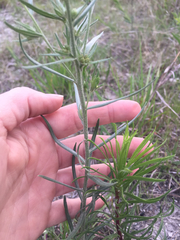 Lithospermum incisum