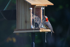 Melanerpes carolinus