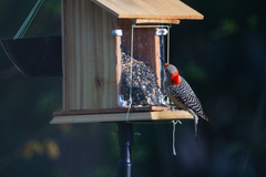 Melanerpes carolinus