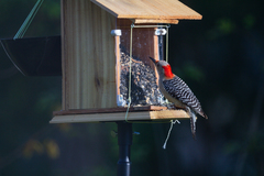 Melanerpes carolinus