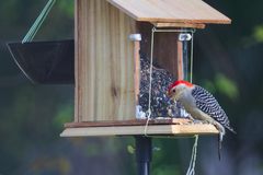 Melanerpes carolinus