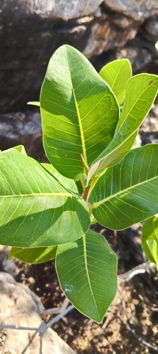 Ficus platypoda observed 2026-07-26