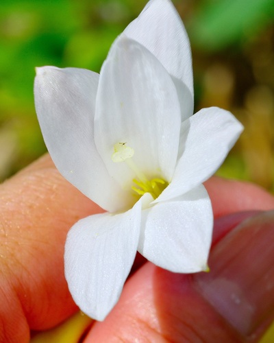 Zephyranthes traubii