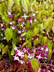 Epimedium