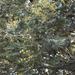 Acacia decurrens
