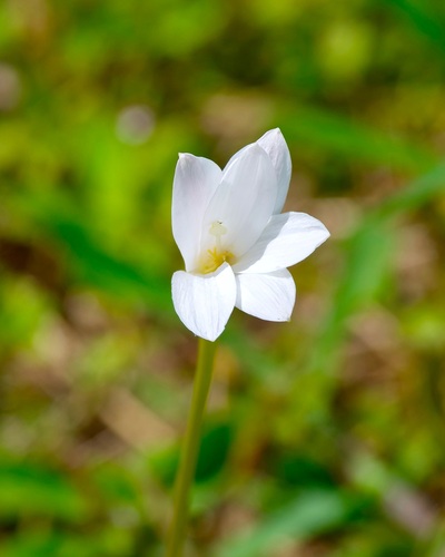Zephyranthes traubii, photograph 2