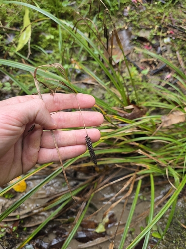 Carex solandri, photograph 6