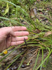 Carex solandri, photograph author not stated, no rights reserved