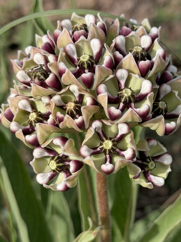Asclepias asperula, photograph 6