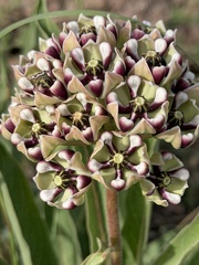 Asclepias asperula, photograph (c) Daniel McNair, some rights reserved (CC BY)