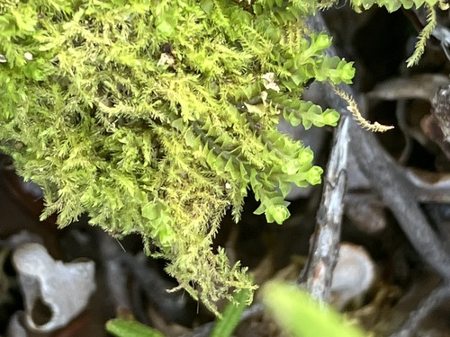 Trilophozia quinquedentata, 2026-08-12
