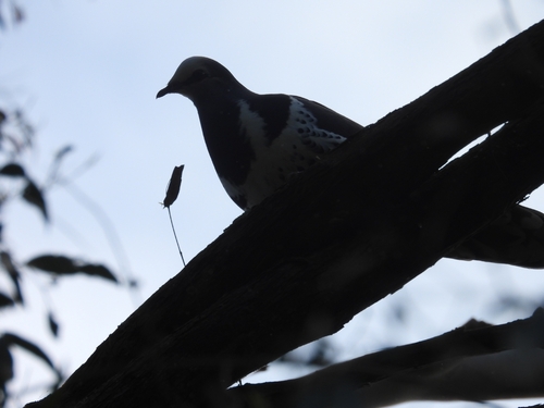 Wonga Pigeon