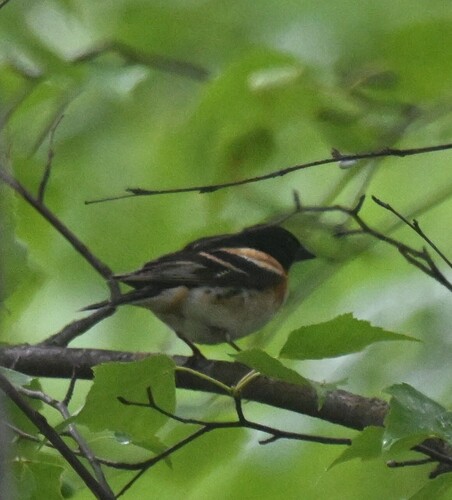 Brambling