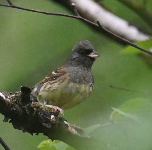 Black-faced Bunting