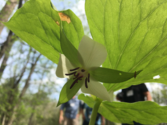 Trillium rugelii