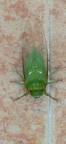 Dundubia rufivena