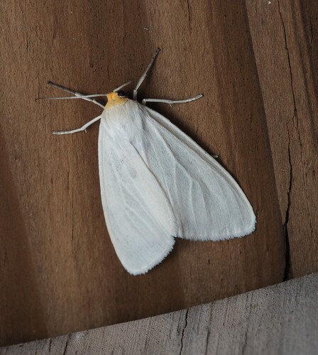 Oregon Cycnia Moth photo 4