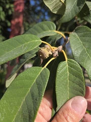 Quercus polymorpha, photograph author not stated, no rights reserved
