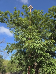 Quercus polymorpha, photograph author not stated, no rights reserved