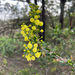 Acacia paradoxa