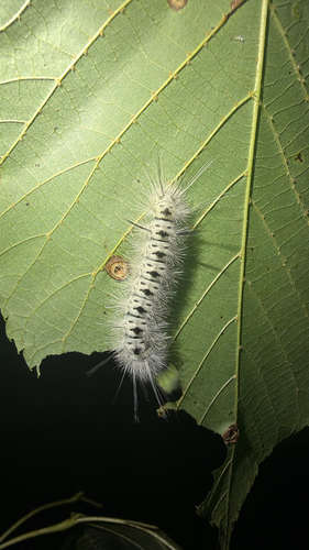 Hickory Tussock Moth