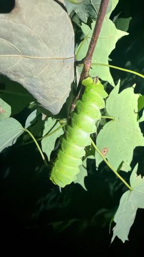 Polyphemus Moth, photographed at Kingfisher Hollow