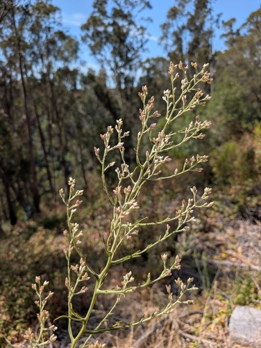 Pseudognaphalium ramosissimum, photograph 6