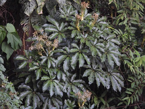 Oreopanax xalapensis, photograph 3
