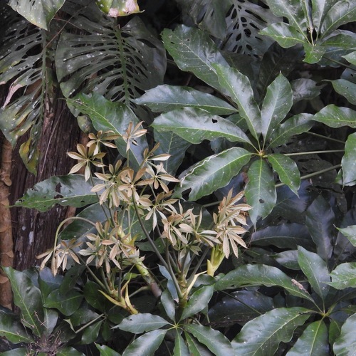 Oreopanax xalapensis, photograph 4