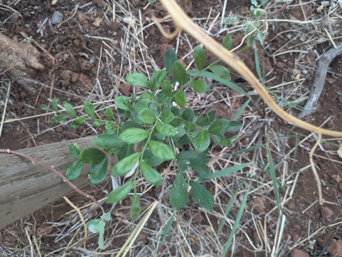 Murraya paniculata observed 2026-08-14
