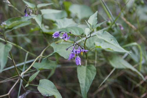 bittersweet nightshade